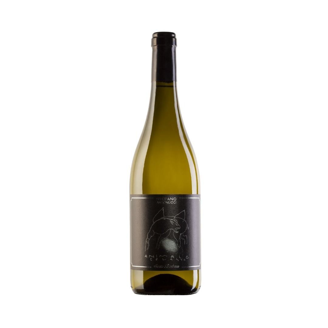 SAUVIGNON MARCHE IGT 2024 ANIMALE CELESTE - SANTA BARBARA